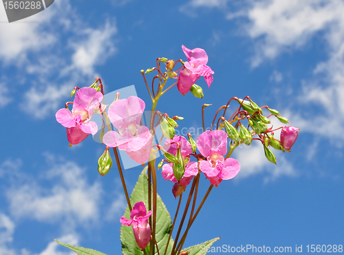 Image of Himalayan balsam (Impatiens glandulifera)