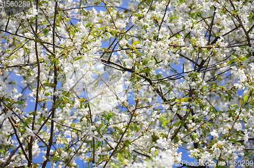 Image of Cherry flowers (Prunus avium)