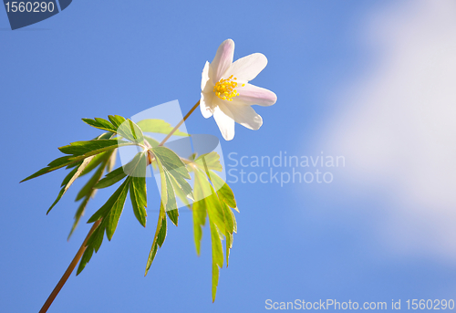 Image of Wood anemone