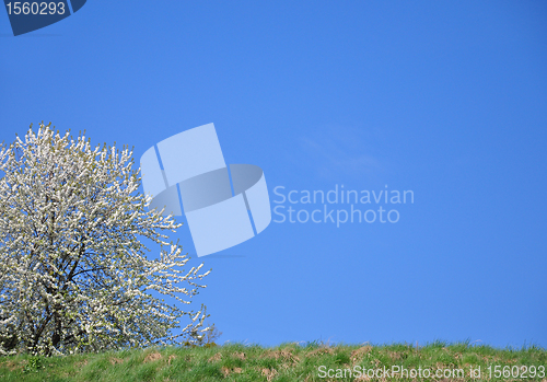 Image of Cherry tree