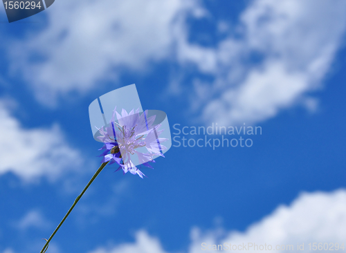 Image of Cornflowers (Centaurea cyanus)