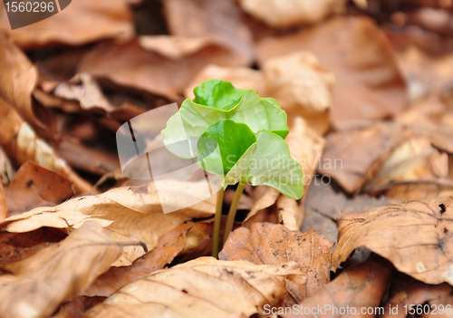 Image of Beech seedling