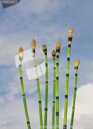 Image of Horsetail (Equisetum)