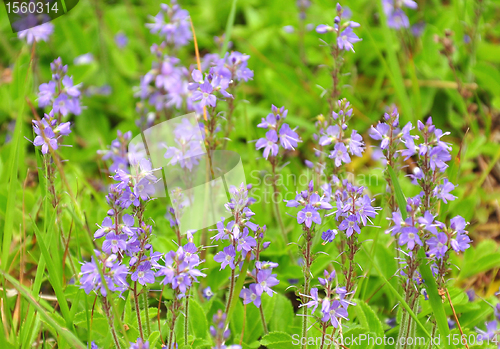 Image of Common Speedwell (Veronica officinalis)