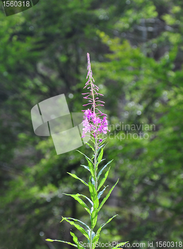 Image of Rosebay Willowherb (Epilobium angustifolium)