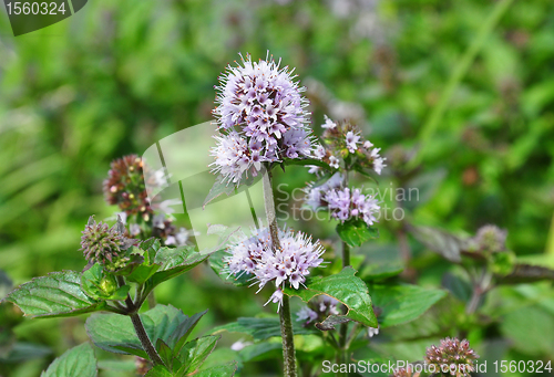 Image of Water mint (Mentha aquatica)