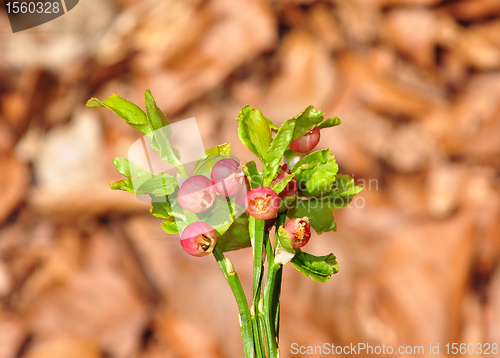 Image of Bilberry in bloom