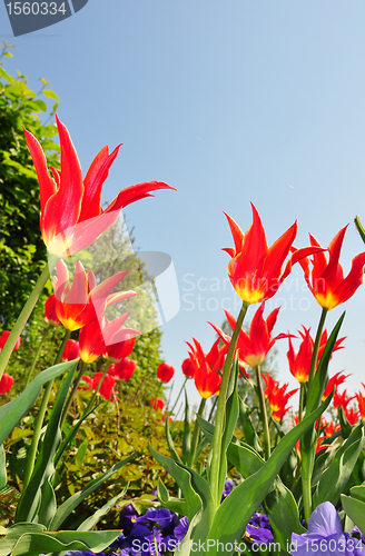 Image of Flower bed