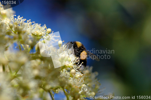 Image of Bumblebee