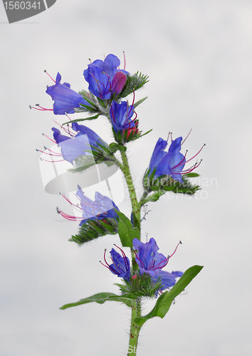 Image of Viper's Bugloss (Echium vulgare)