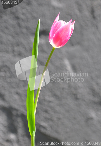 Image of Purple tulip