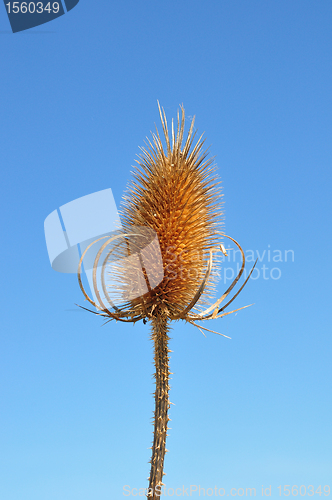 Image of Fuller's teasel (Dipsacus fullonum)