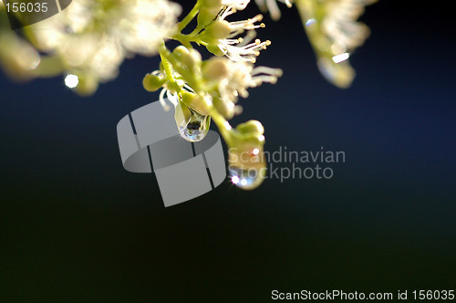 Image of Wet flowers