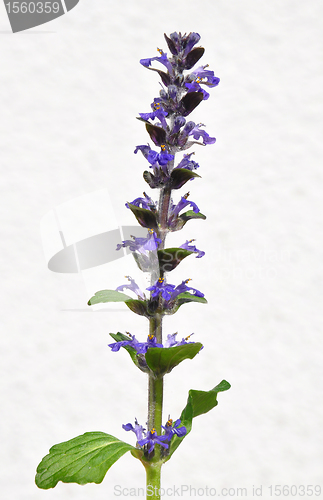 Image of Blue bugle (Ajuga reptans)