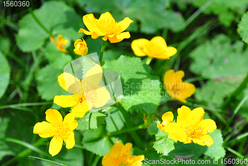 Image of Marsh marigold (Caltha palustris)