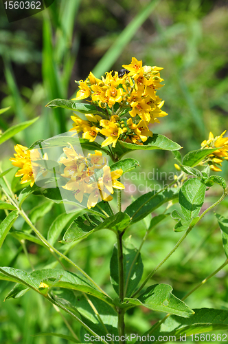 Image of Yellow loosestrife (Lysimachia vulgaris)