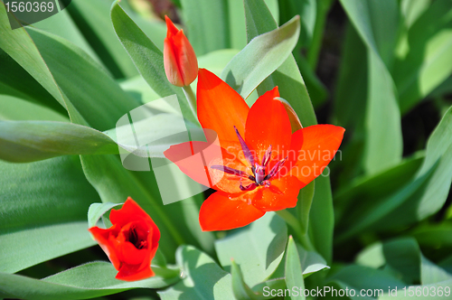 Image of Tulip