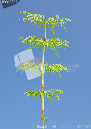 Image of Wood horsetail (Equisetum sylvaticum)