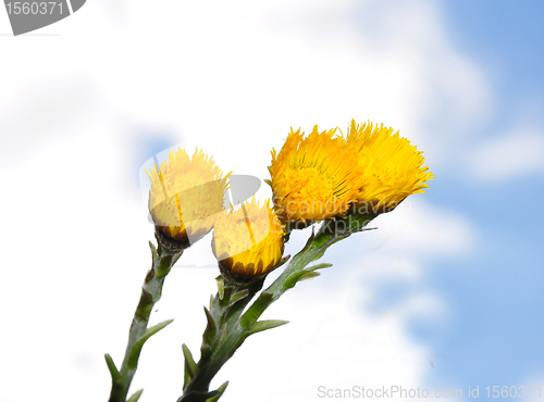 Image of Coltsfoot (Tussilago farfara)