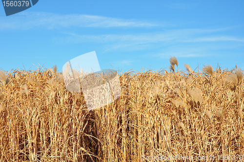 Image of Giant grass (Miscanthus)