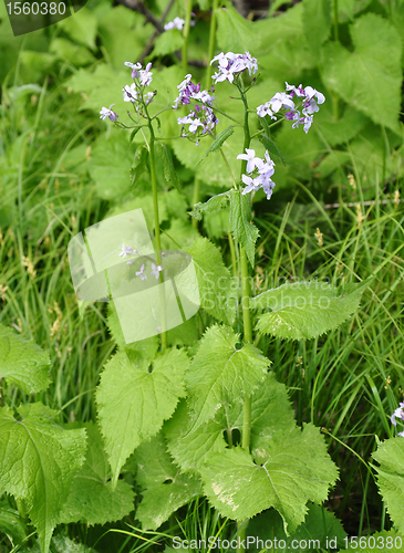 Image of Perennial honesty (Lunaria rediviva)