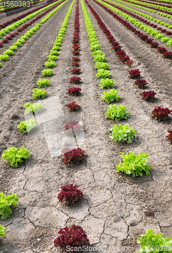 Image of Lettuce field