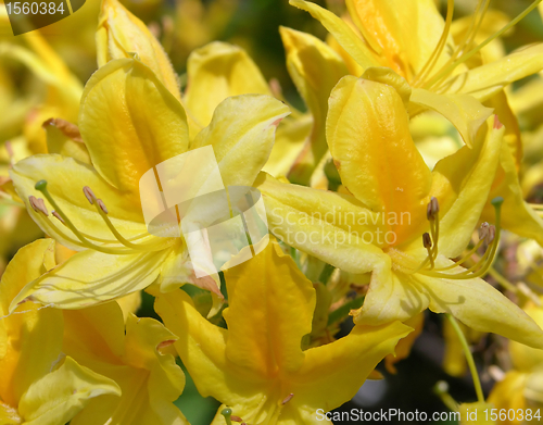 Image of Rhododendron flower