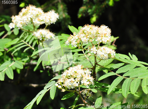 Image of Rowan (Sorbus aucuparia)