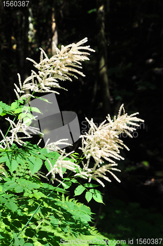 Image of Goat's beard (Aruncus dioicus)