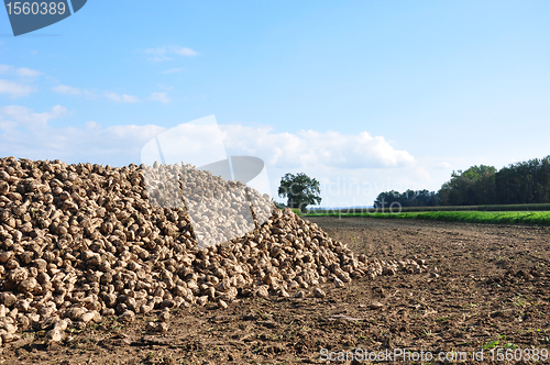 Image of Sugar beets