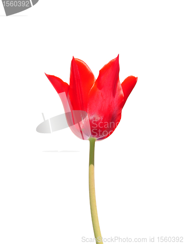 Image of Red tulip