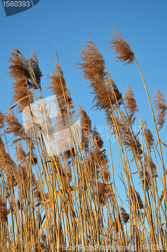Image of Reed