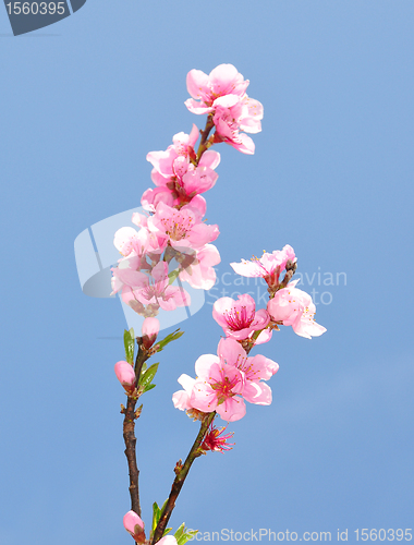 Image of Peach flower (Prunus persica)