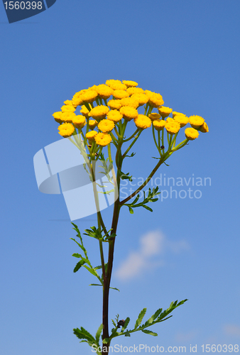Image of Tansy (Tanacetum vulgare)
