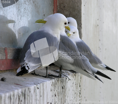 Image of group of seagulls