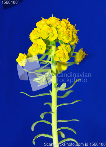 Image of Cypress spurge (Euphorbia cyparissias)