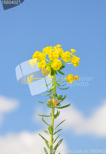 Image of Cypress spurge (Euphorbia cyparissias)