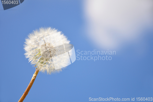 Image of Dandelion