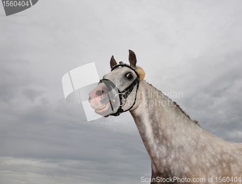 Image of Crazy horse