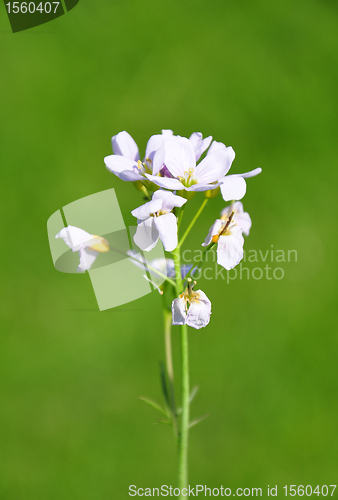 Image of Cuckoo flower (Cardamine pratensis)