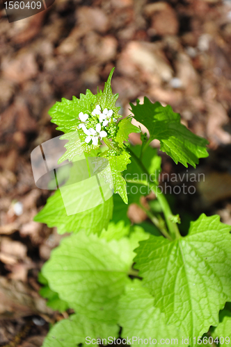 Image of Garlic mustard (Alliaria petiolata)