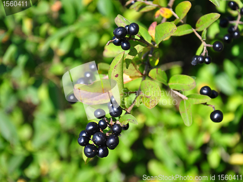 Image of Berries of alder buckthorn (Frangula alnus)