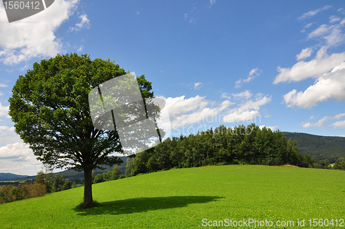 Image of Solitary tree