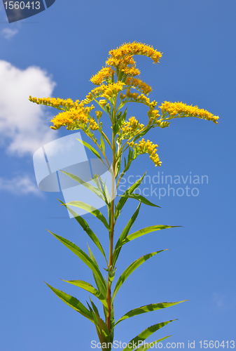 Image of Giant goldenrod (Solidago gigantea)