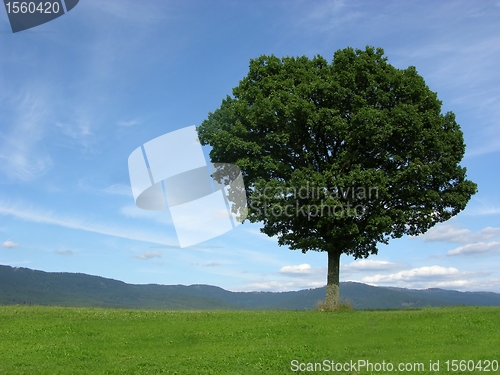 Image of Landscape scenery with solitary tree