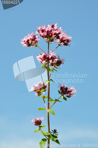 Image of Oregano (Origanum vulgare)