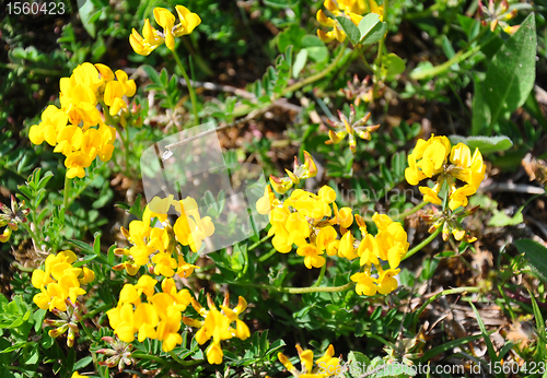 Image of Bird's-foot trefoil (Lotus corniculatus)