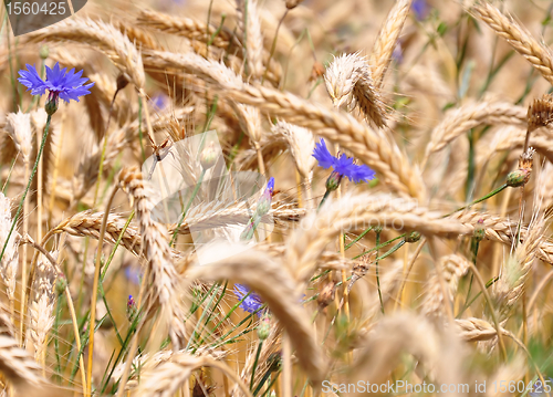 Image of Cornflowers (Centaurea cyanus)