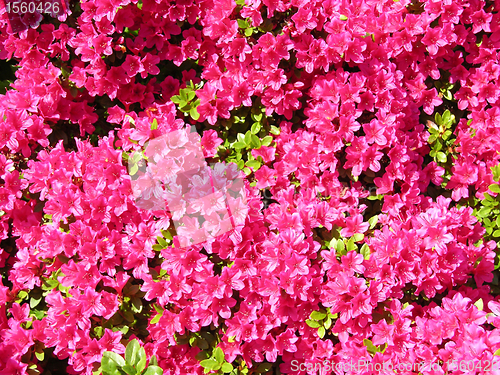 Image of Rhododendron flowers