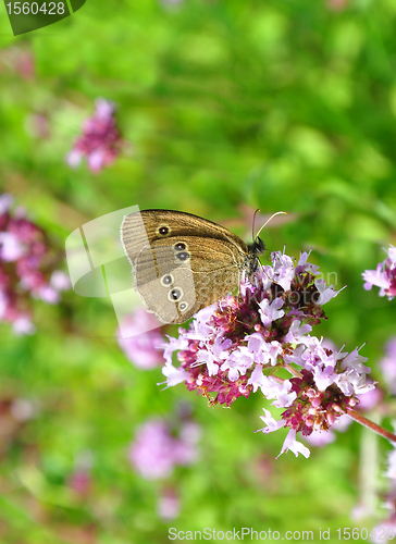 Image of Ringlet (Aphantopus hyperantus)